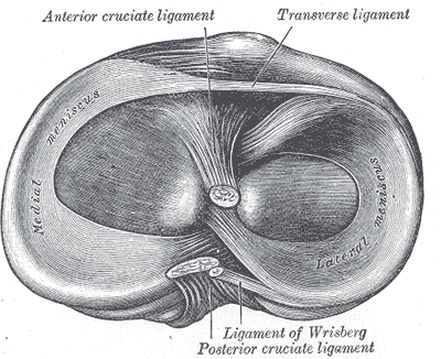 Anatomia Meniscului