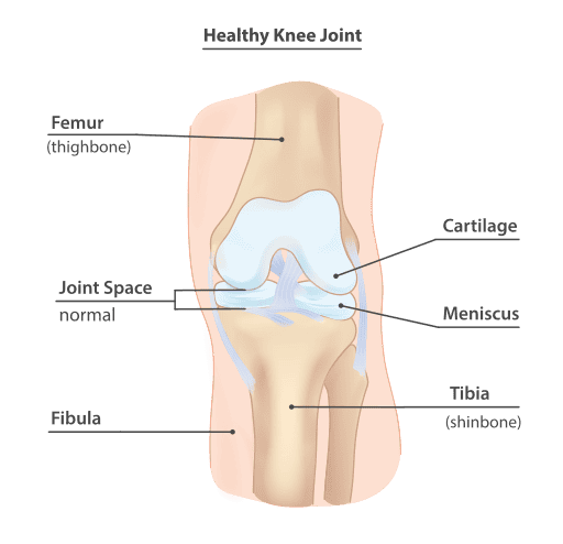 structura normala a articulatiei genunchiului cu cartilaj sanatos