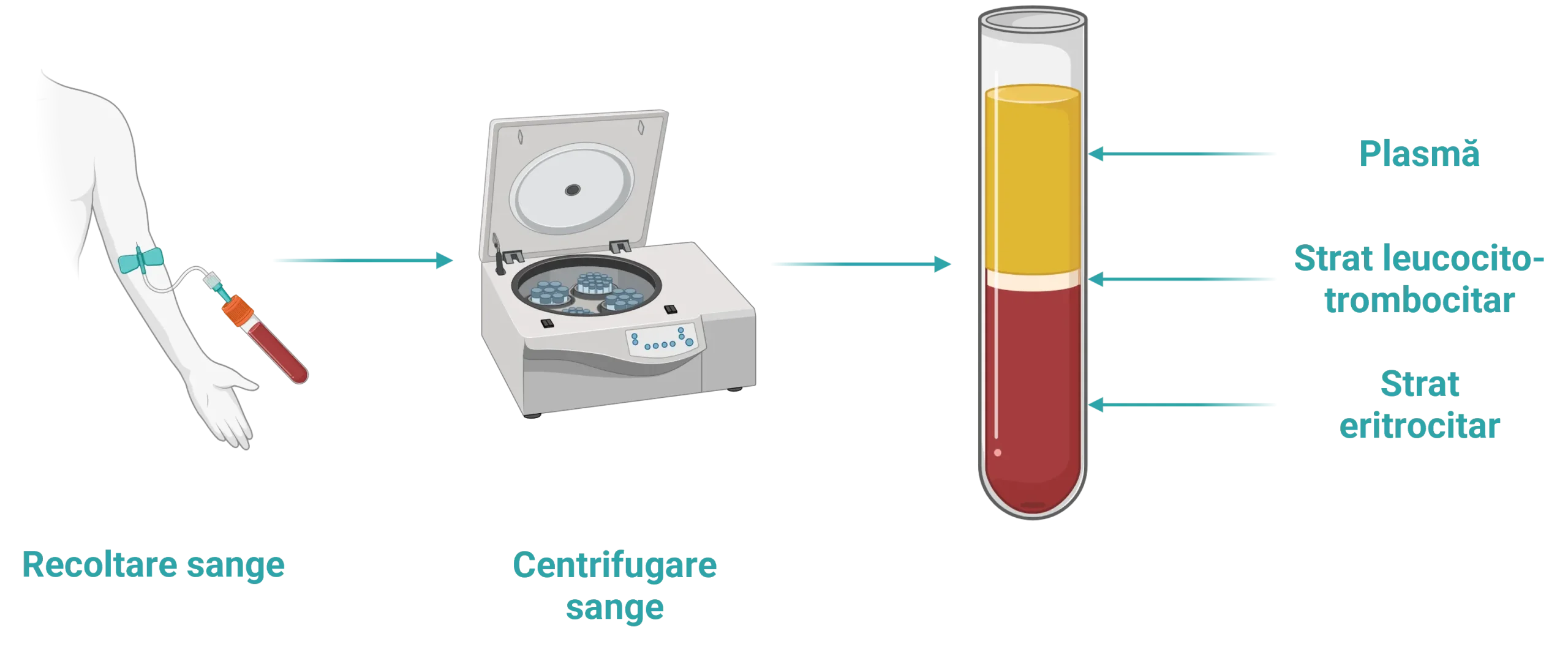Etapele principale pentru obținerea PRP-ului