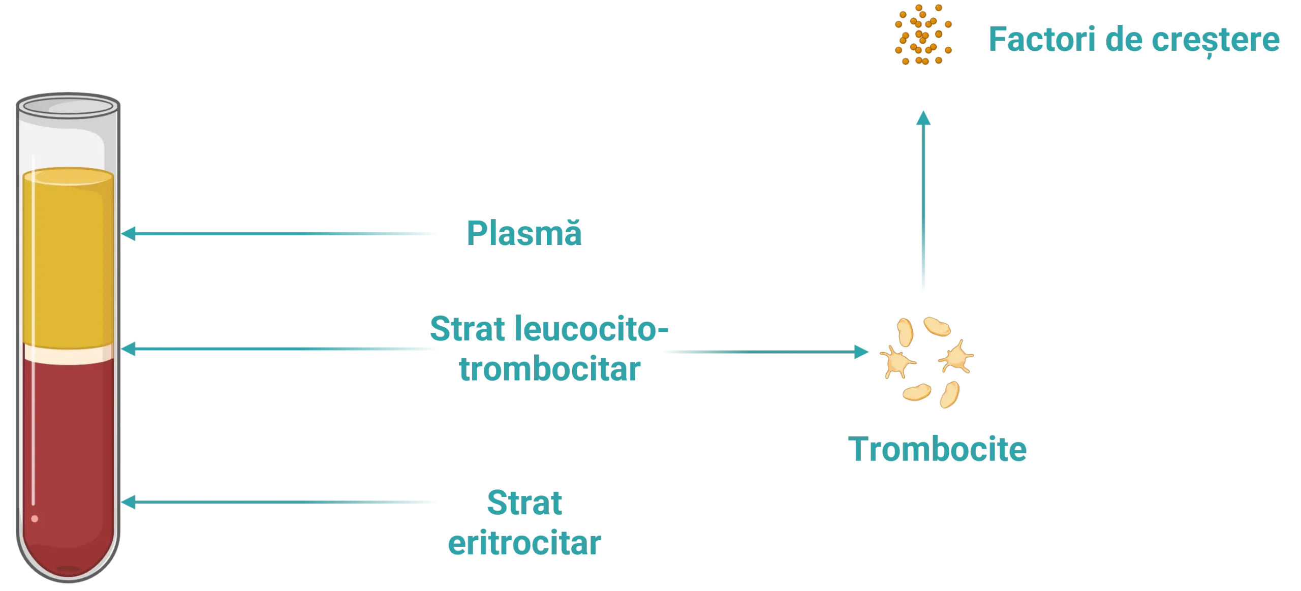 Factori de creștere și componente relevante în PRP