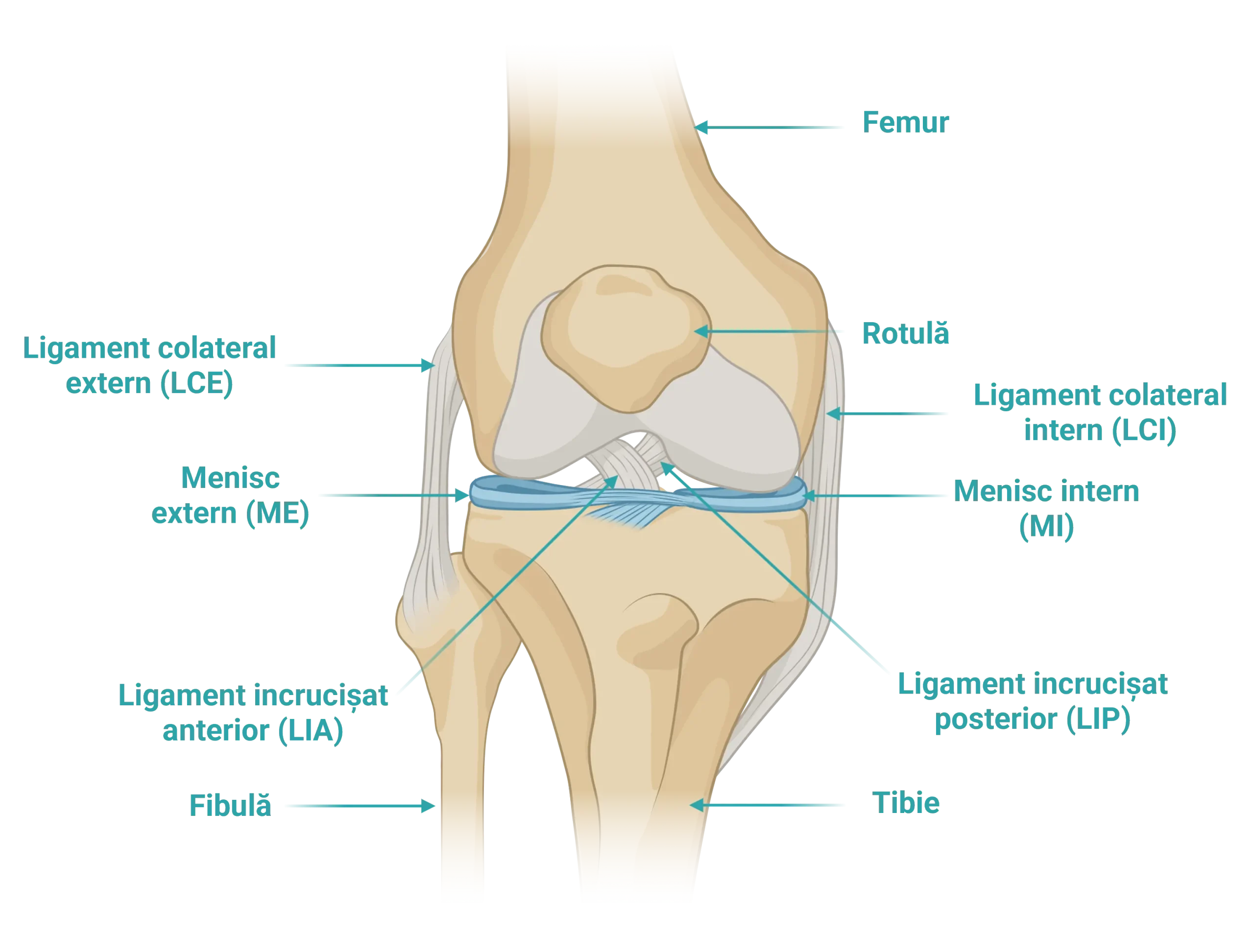 Anatomia genunchiului – ligamente, menisc, femur, tibie, rotulă