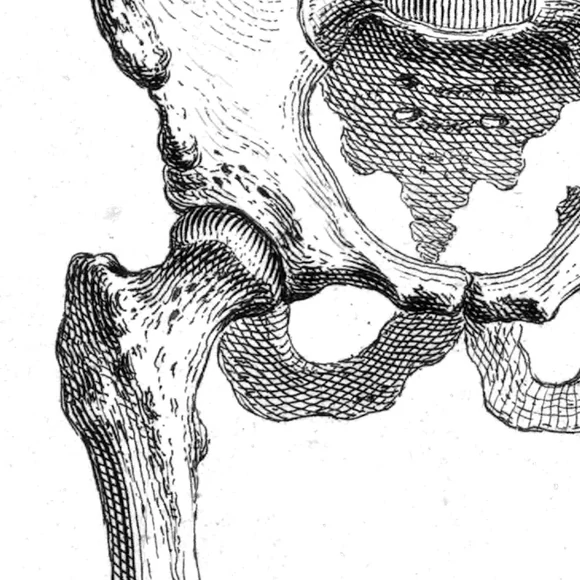 Gravură anatomică a articulației șoldului — bazin, acetabul, cap și col femural, mare trohanter