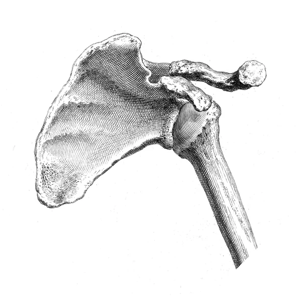 Gravură anatomică a articulației umărului — scapulă, cavitate glenoidă, acromion și cap humeral